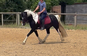 "Campion Rumbaba" Piebald Gelding All Rounder