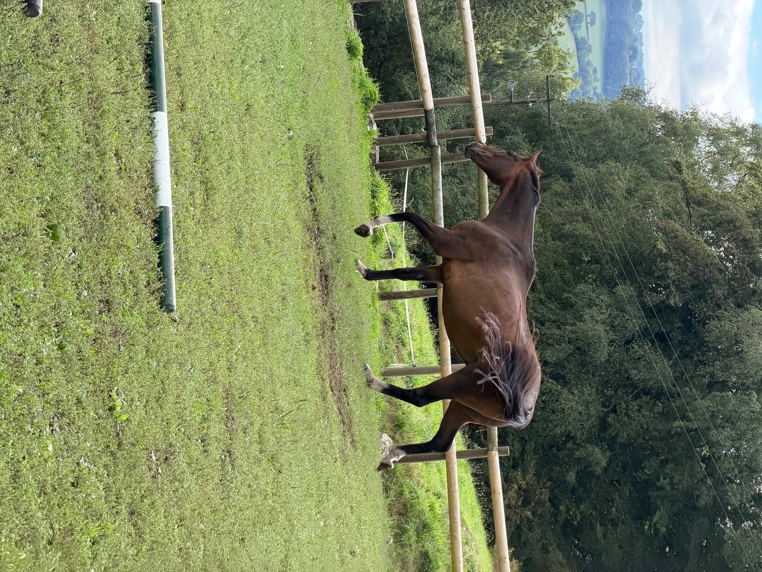 "montee " Bay Gelding All Rounder