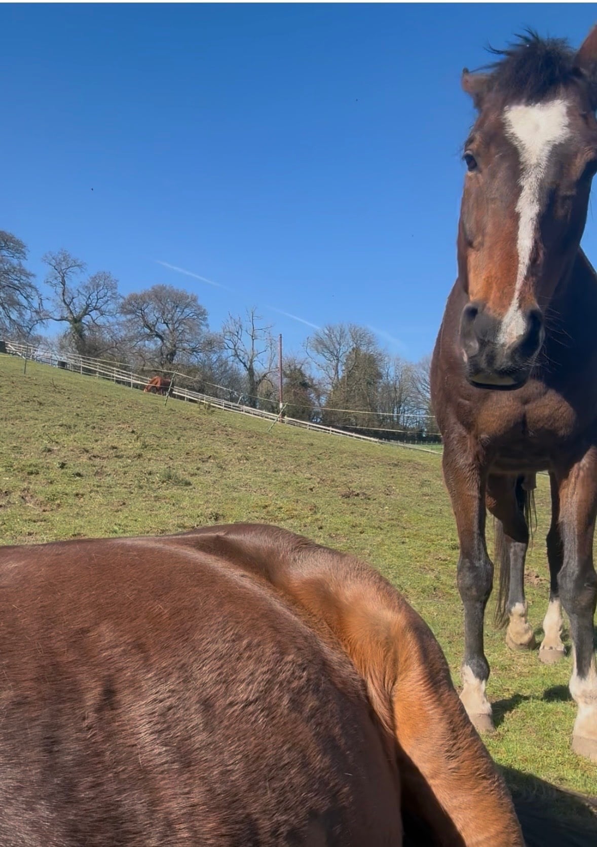 Wellington "montee " Bay Gelding All Rounder