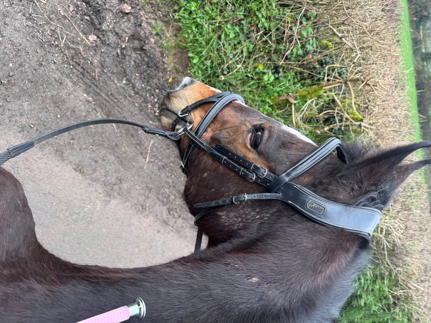 "montee " Bay Gelding All Rounder - Horses in Wellington