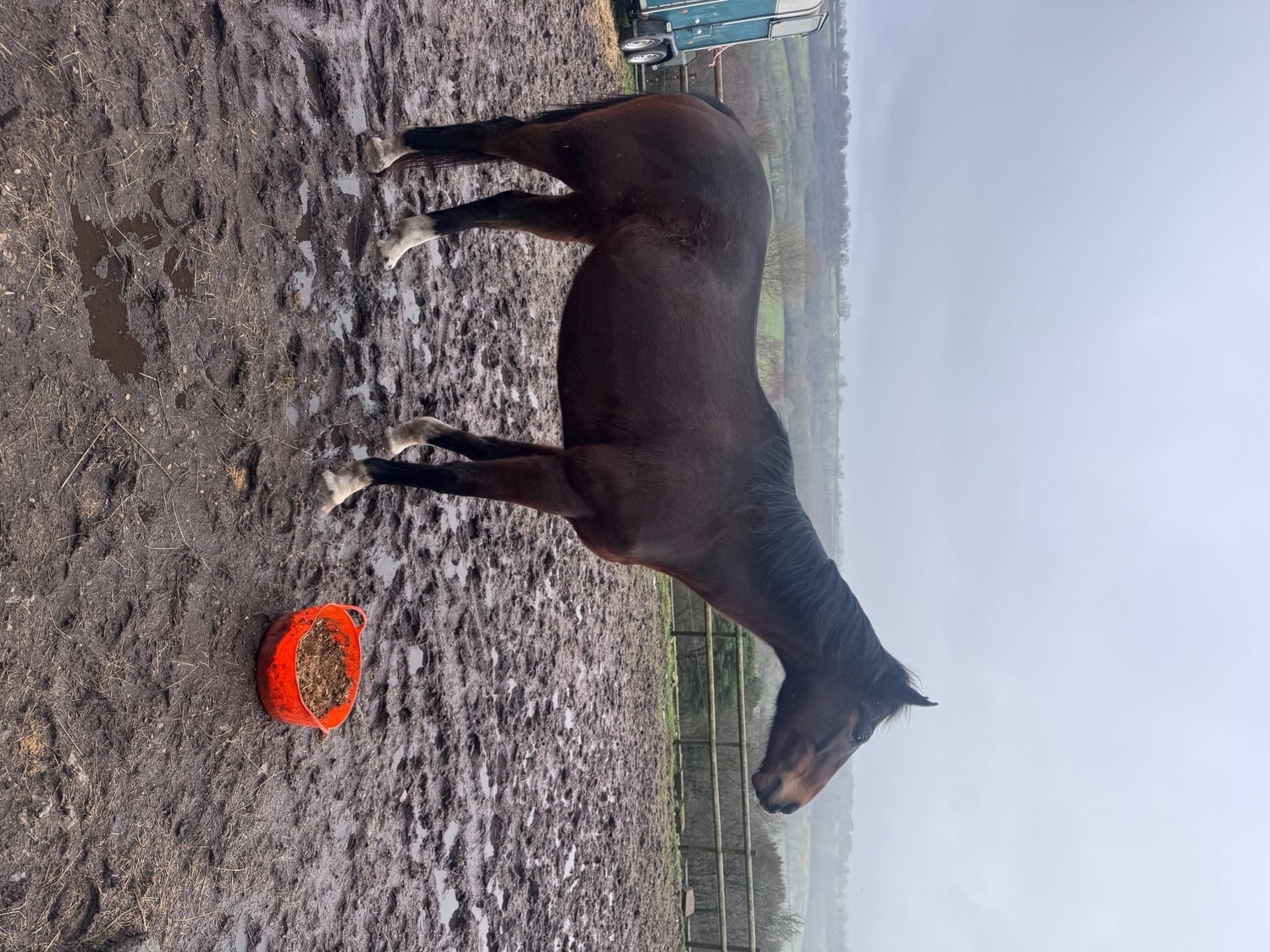 "montee " Bay Gelding All Rounder - Horses