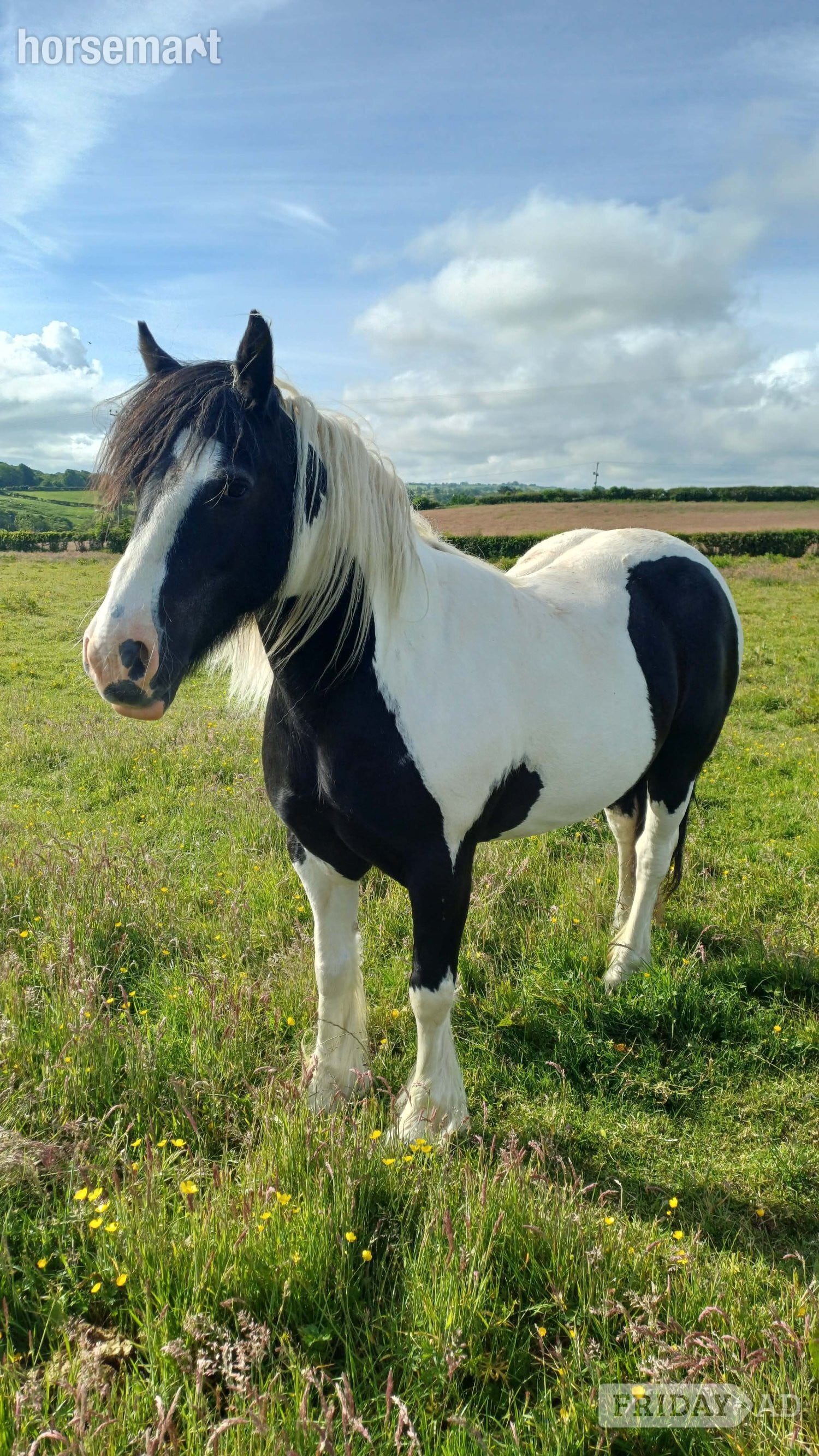 "Darcy"  Mare Cob/Heavy Horse in Carlisle