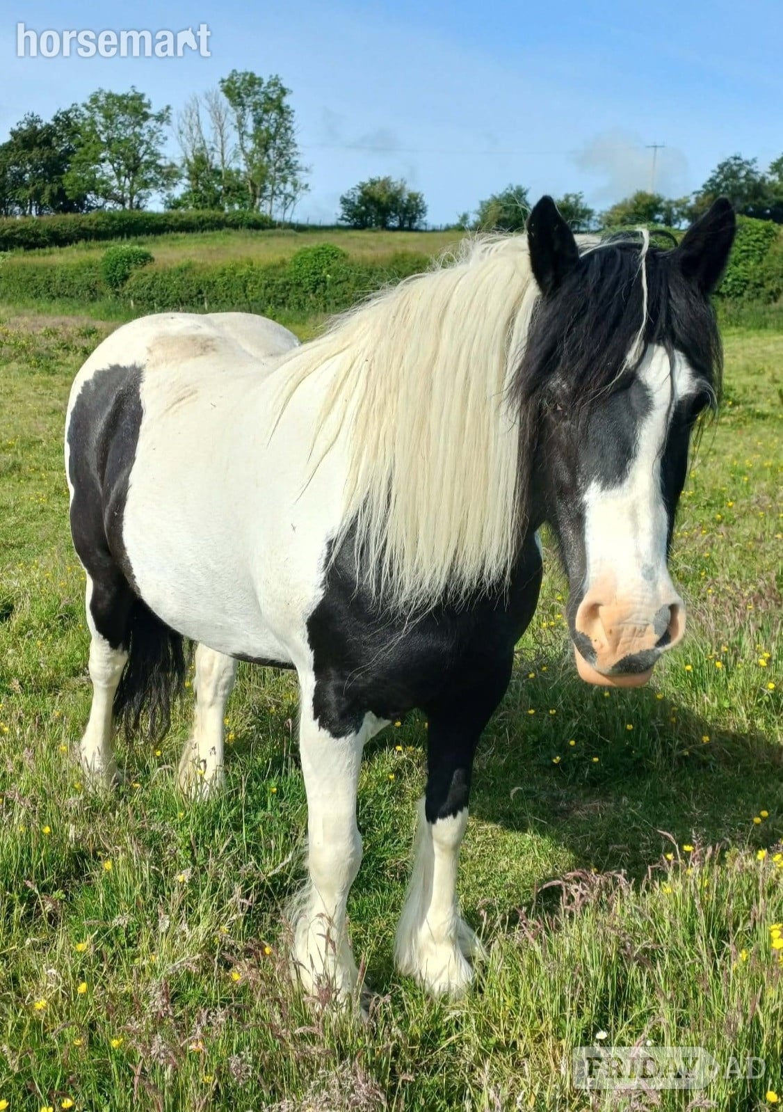 Carlisle "Darcy"  Mare Cob/Heavy Horse