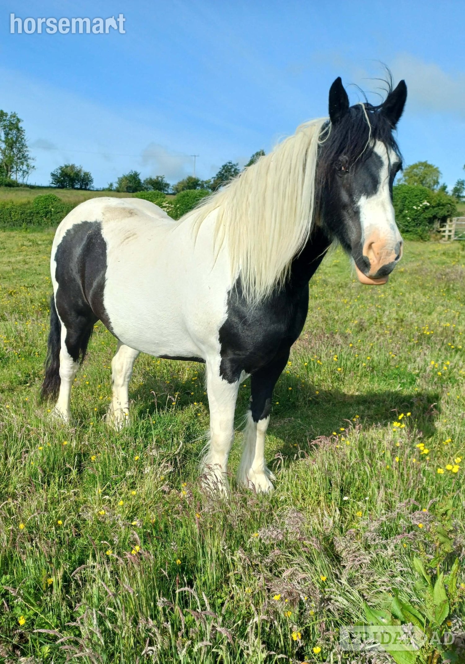 "Darcy"  Mare Cob/Heavy Horse