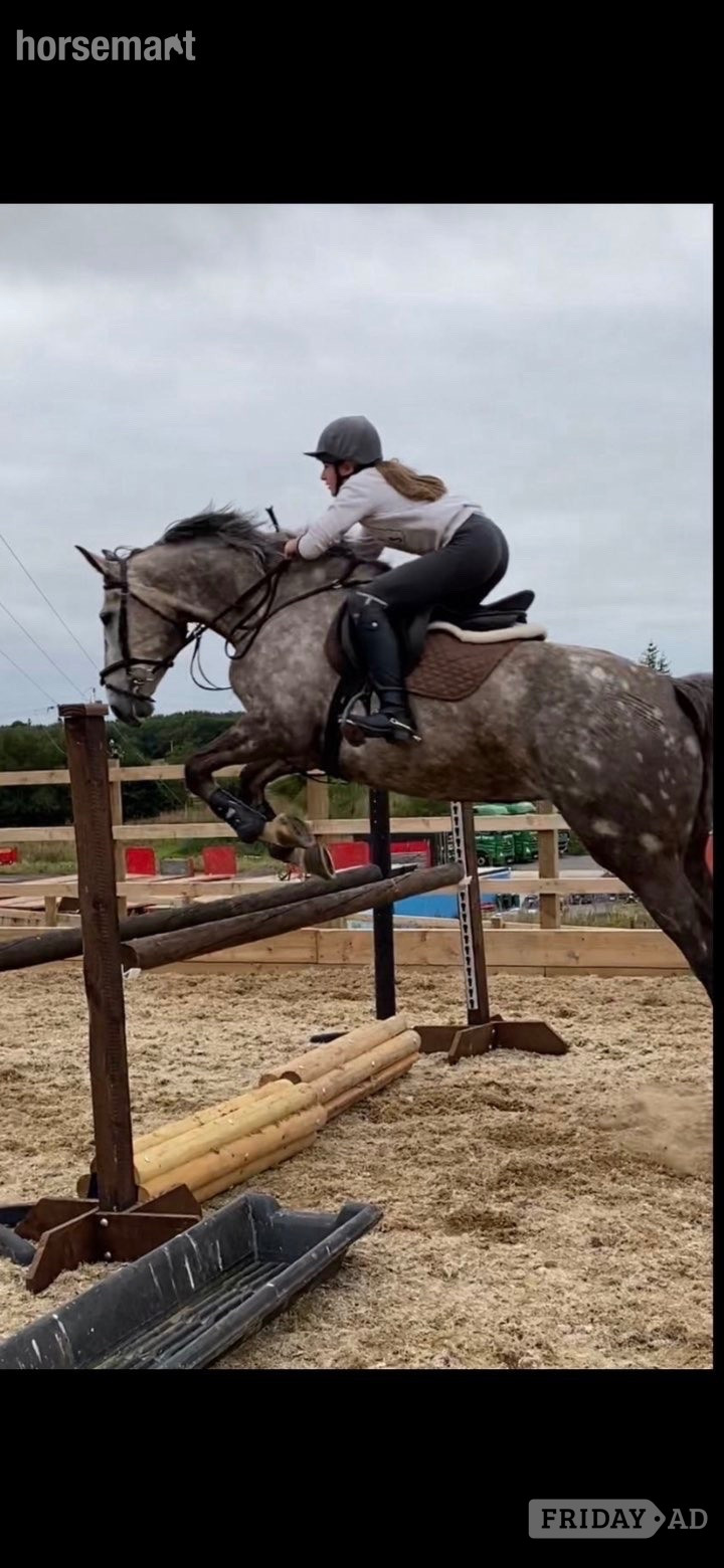 "FORANS COUGAR MINT" Grey Mare All Rounder in Dumfries