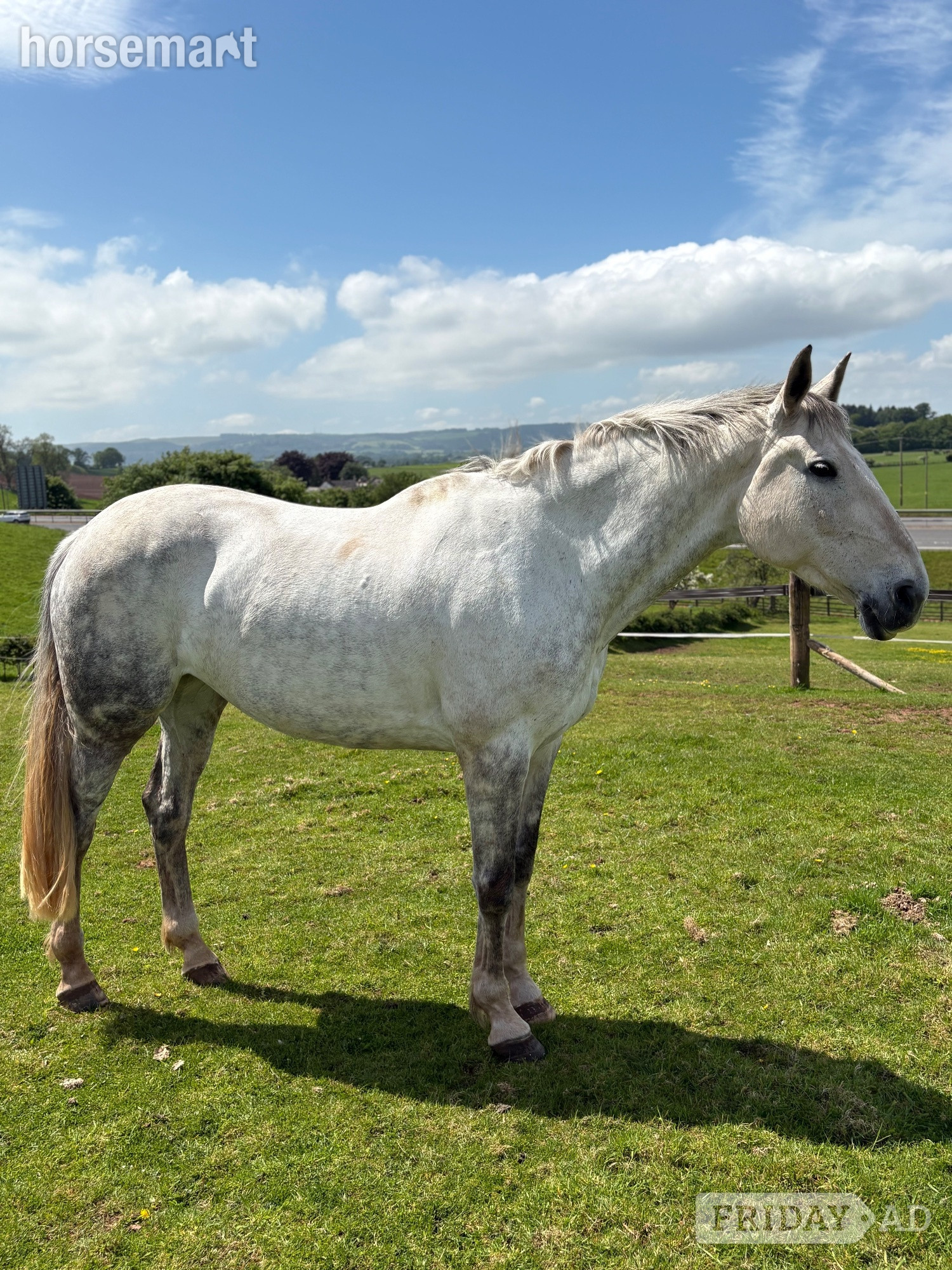 "FORANS COUGAR MINT" Grey Mare All Rounder