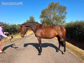"Quintessence (Olive)" Bay Mare All Rounder
