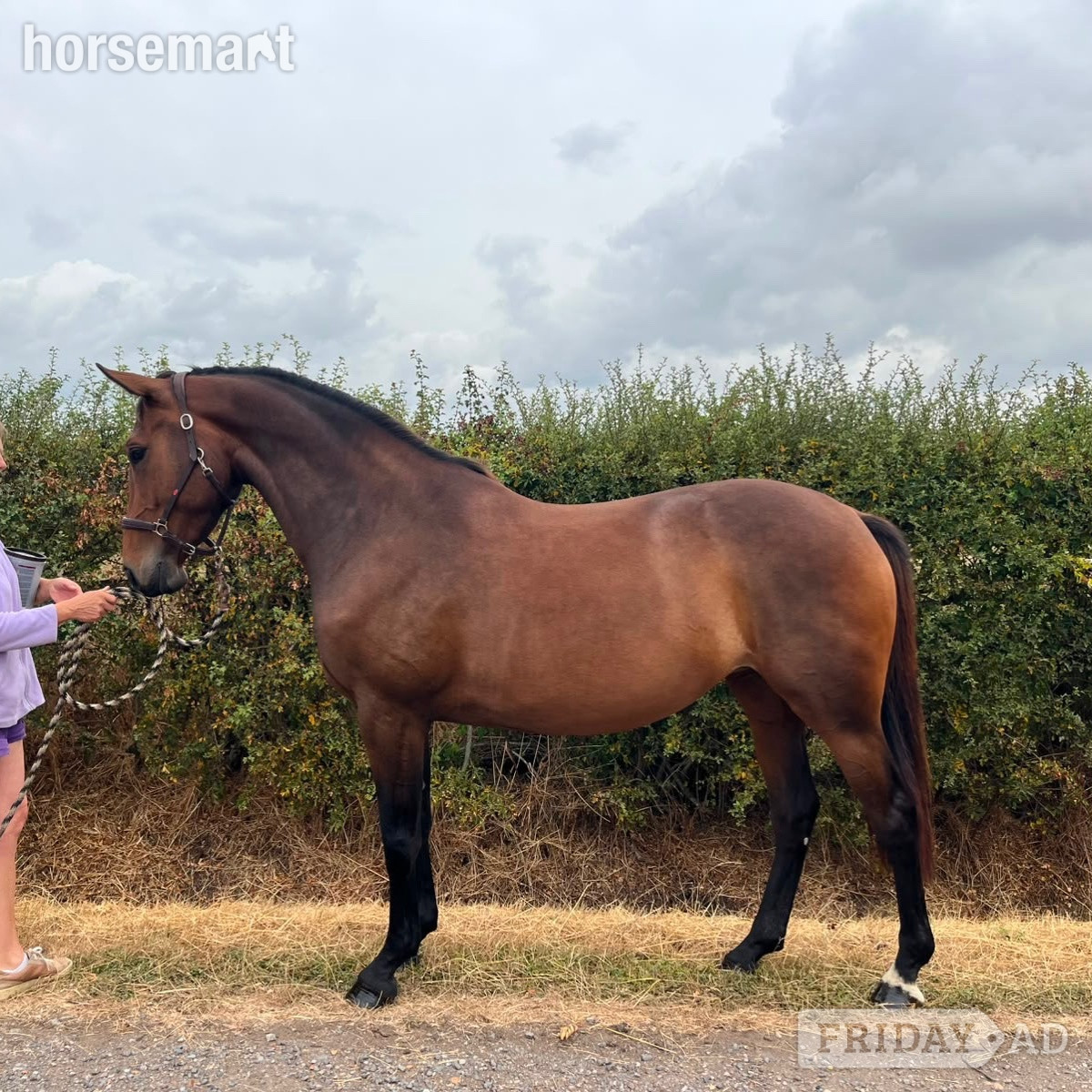 Swavesey "Quintessence (Olive)" Bay Mare All Rounder