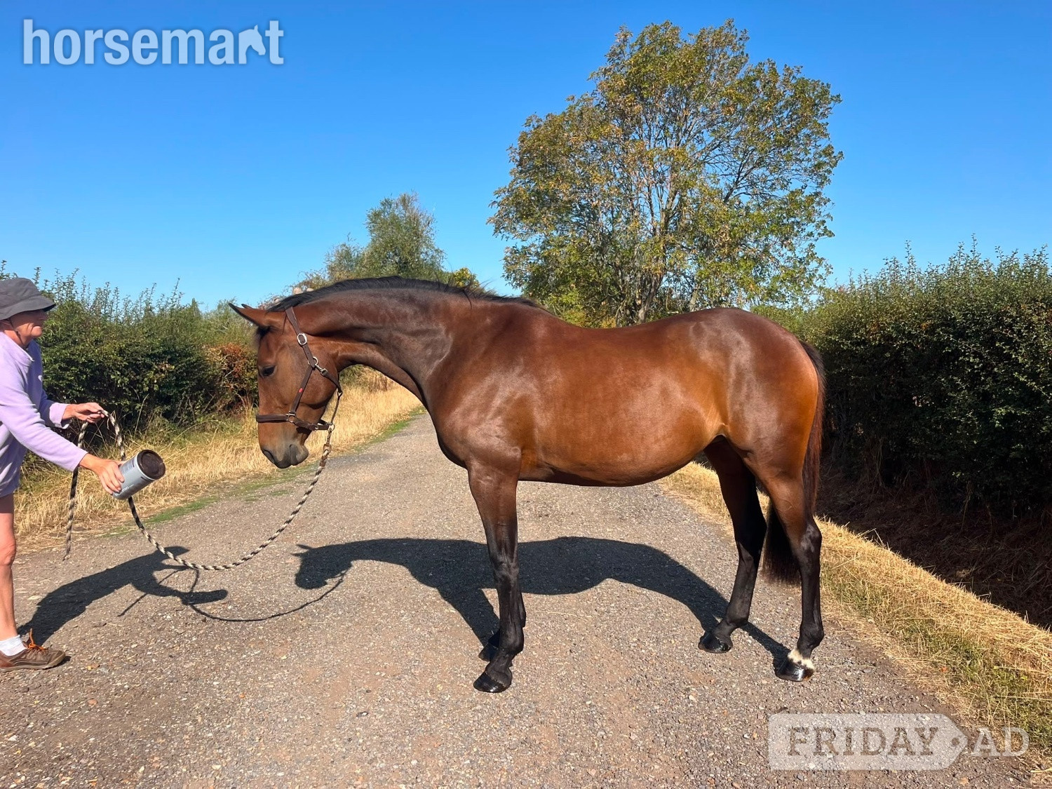 "Quintessence (Olive)" Bay Mare All Rounder in Swavesey