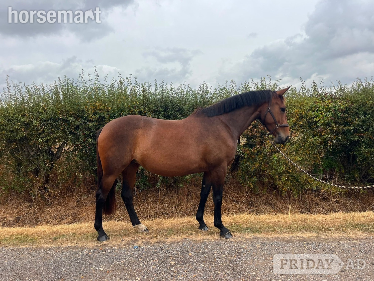 "Quintessence (Olive)" Bay Mare All Rounder - Horses in Swavesey