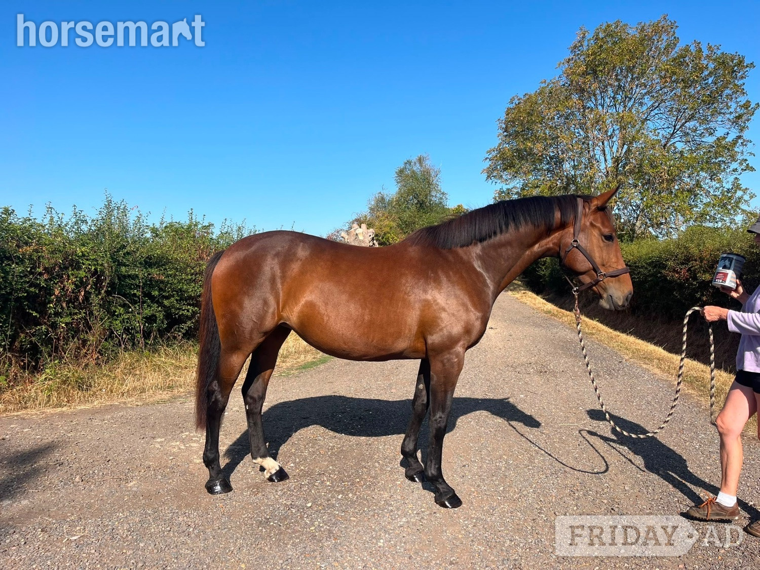 "Quintessence (Olive)" Bay Mare All Rounder