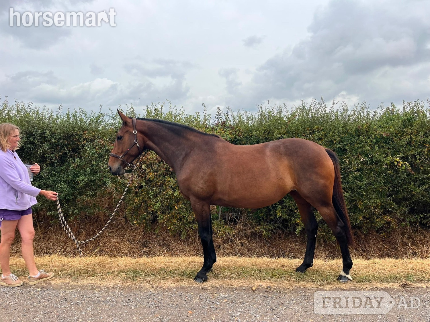 "Quintessence (Olive)" Bay Mare All Rounder - Horses
