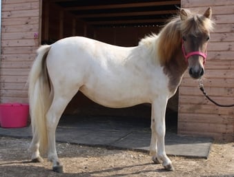 "Cherylton Clover " Strawberry Roan Filly Youngstock / Foal
