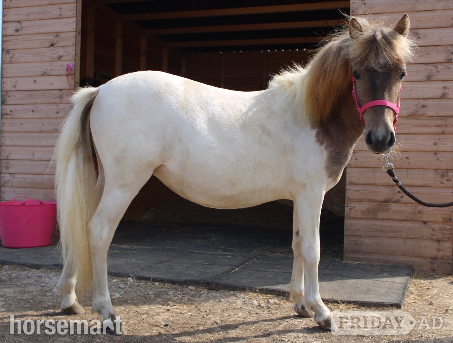 "Cherylton Clover " Strawberry Roan Filly Youngstock / Foal in Ramsgate