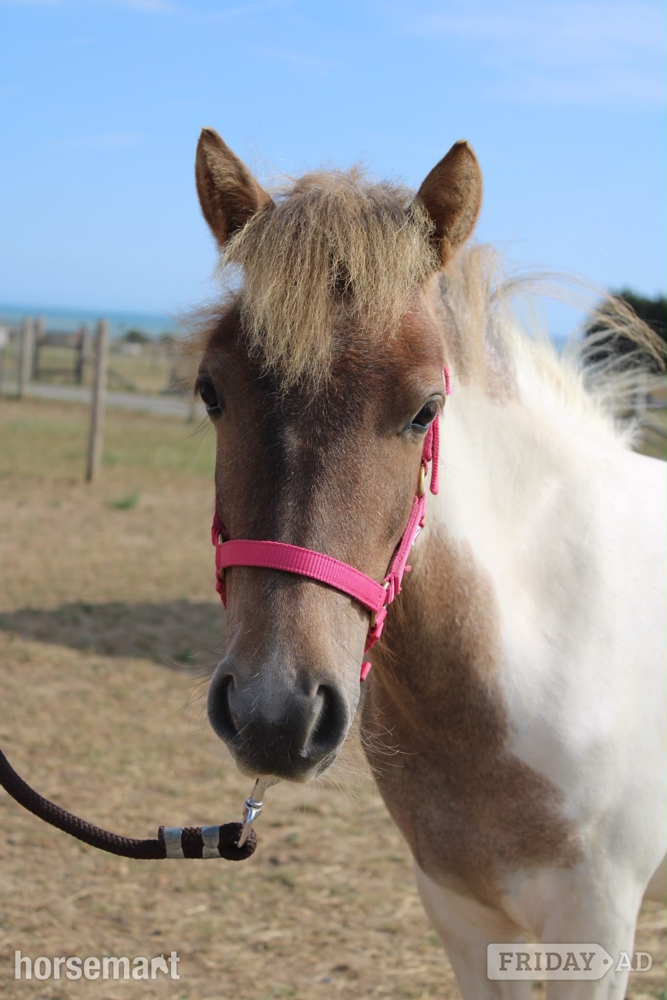 "Cherylton Clover " Strawberry Roan Filly Youngstock / Foal