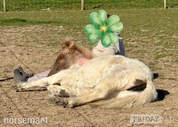 Ramsgate "Cherylton Clover " Strawberry Roan Filly Youngstock / Foal