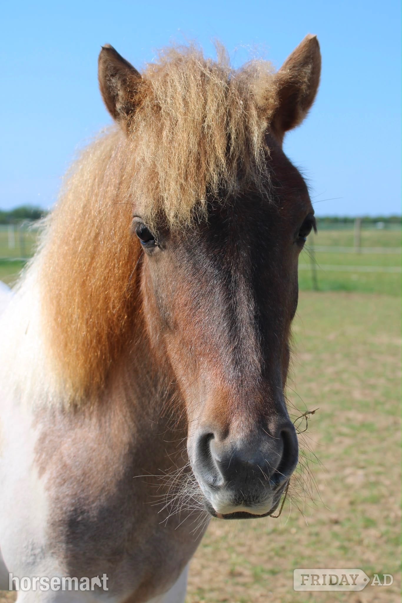 "Cherylton Clover " Strawberry Roan Filly Youngstock / Foal - Horses in Ramsgate