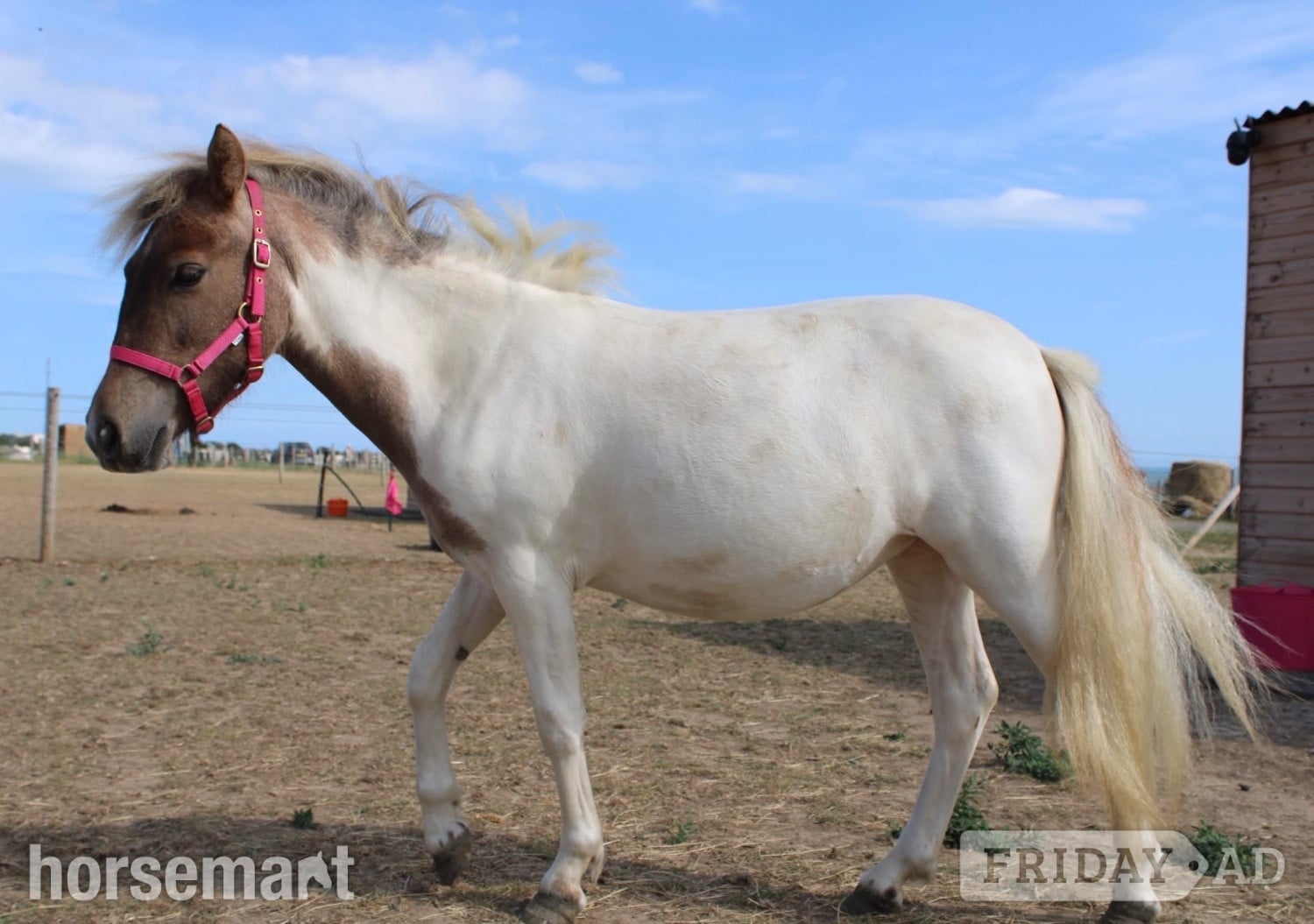 "Cherylton Clover " Strawberry Roan Filly Youngstock / Foal - Horses