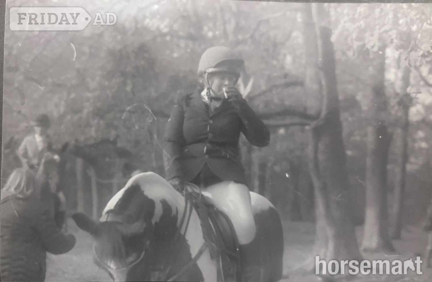 "Rags" Blue &amp; White Gelding All Rounder - Horses