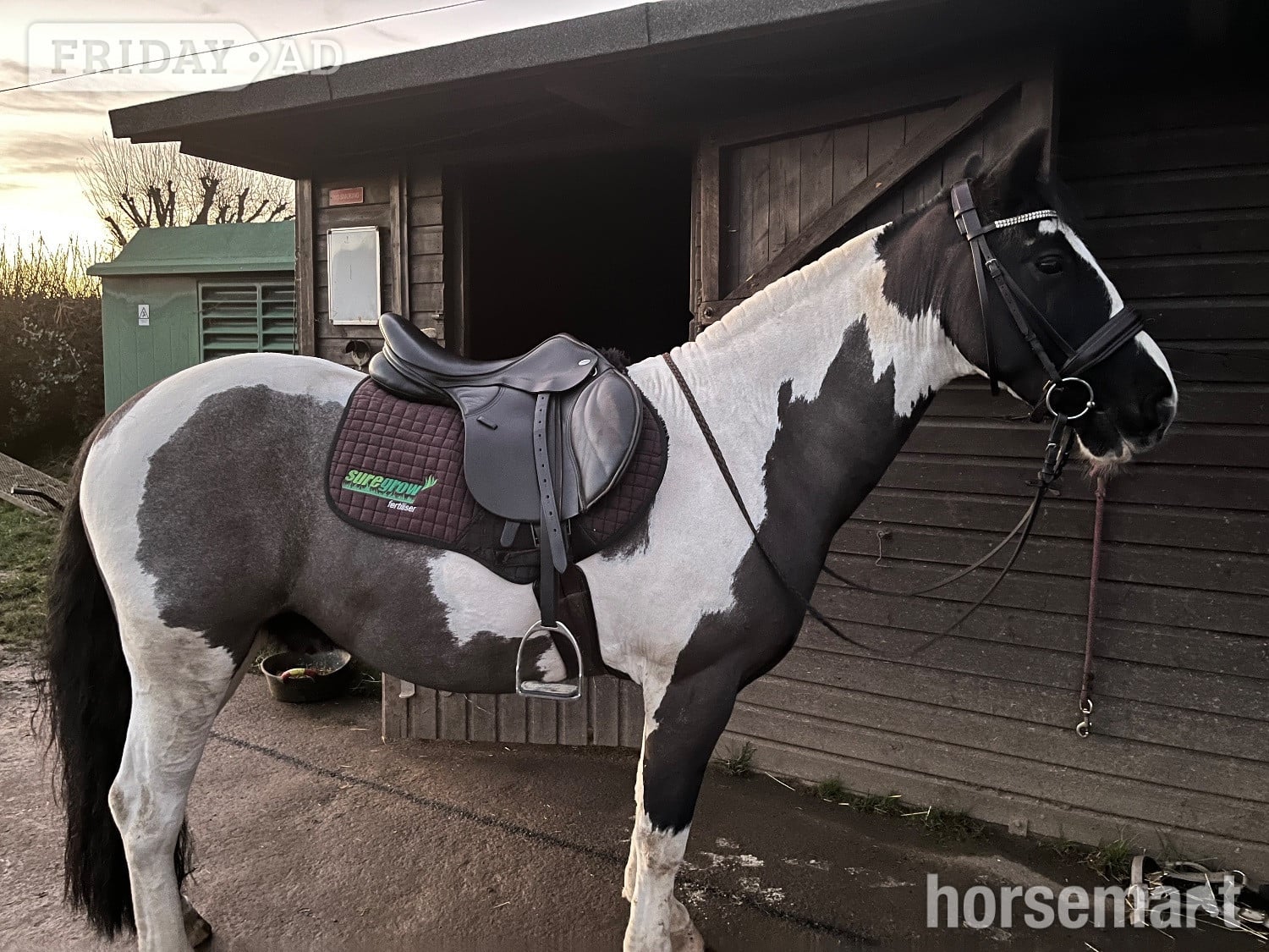 "Rags" Blue &amp; White Gelding All Rounder