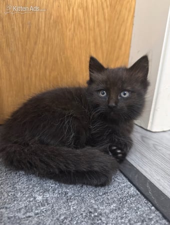 Beautiful Kitten Ragdoll &amp; British Shorthair mix 