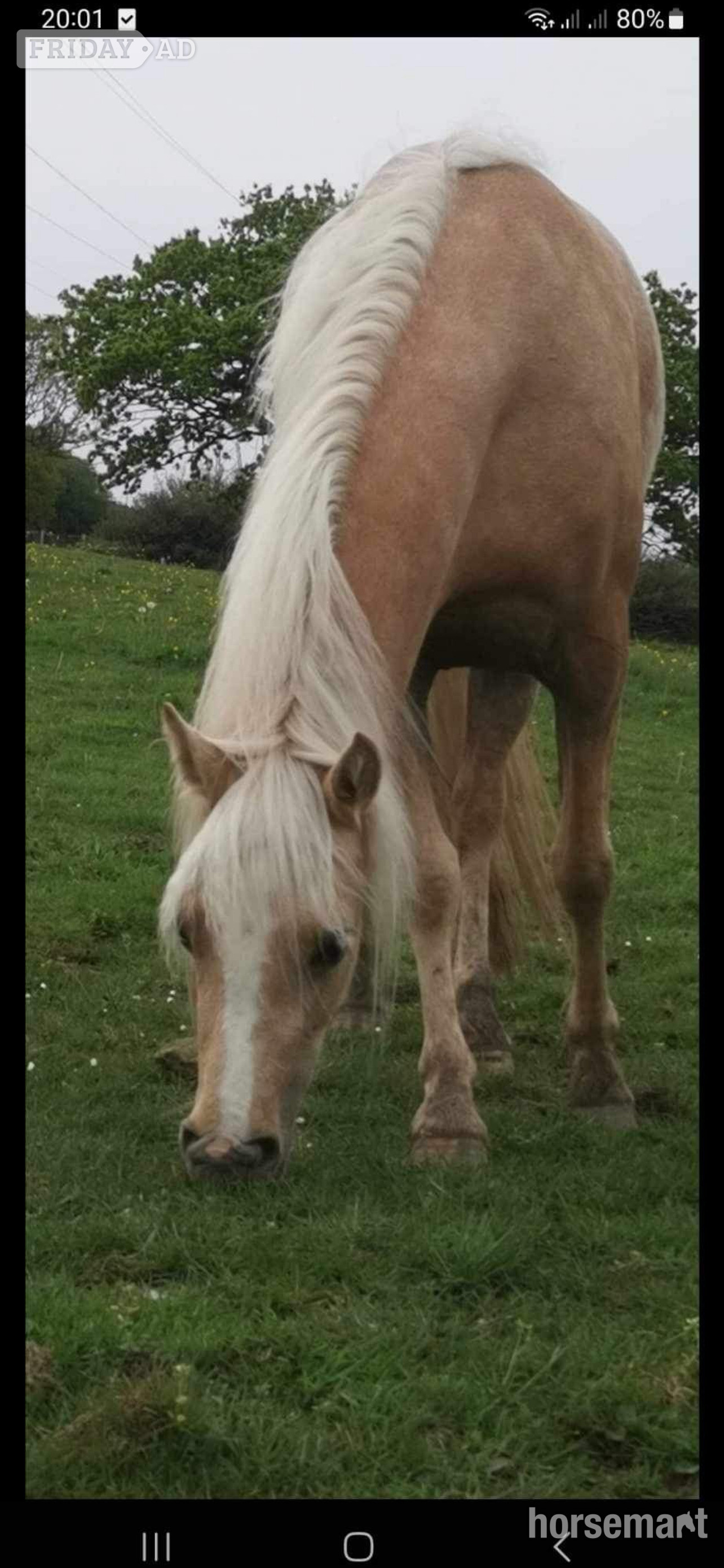 "Doylan Golden Dreamer " Palomino Mare Project Horse in New Mills