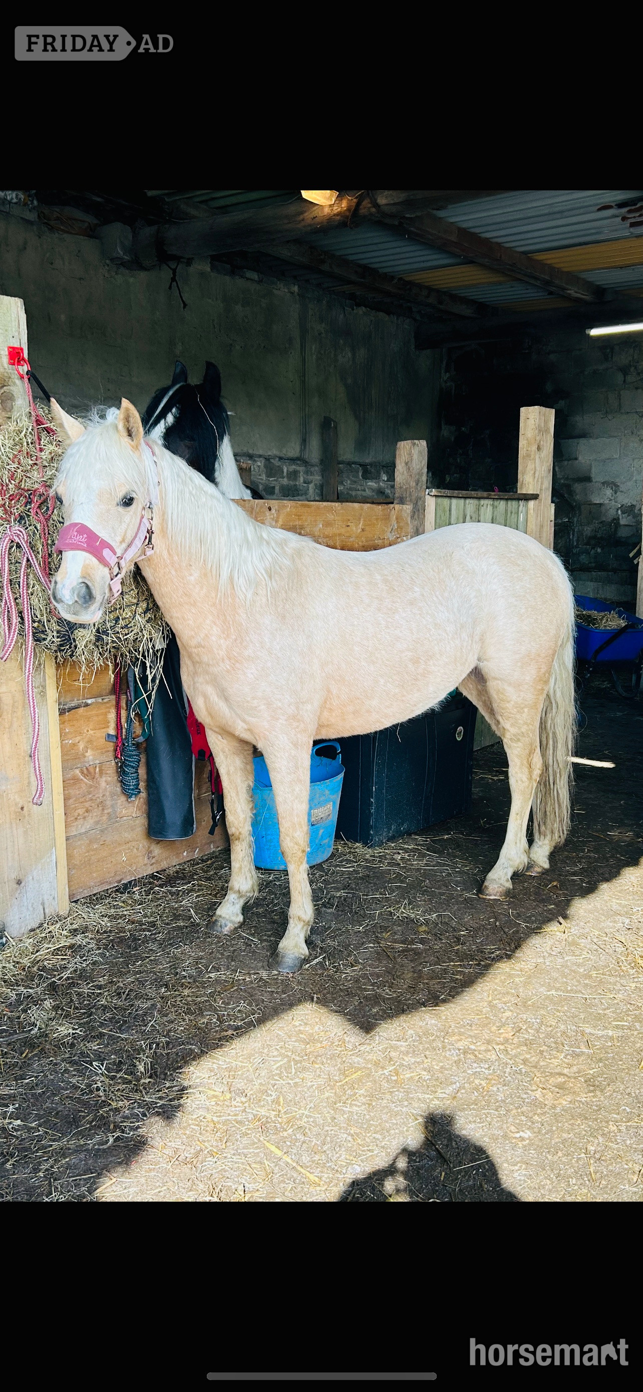 "Doylan Golden Dreamer " Palomino Mare Project Horse