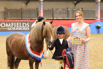 "Crosslands double take " Chestnut Gelding Pony Club Pony