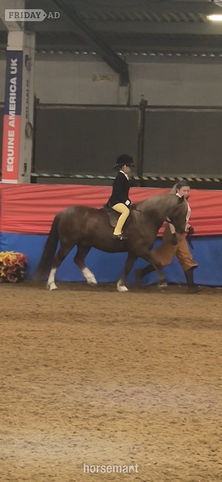 "Crosslands double take " Chestnut Gelding Pony Club Pony - Horses in Nottingham
