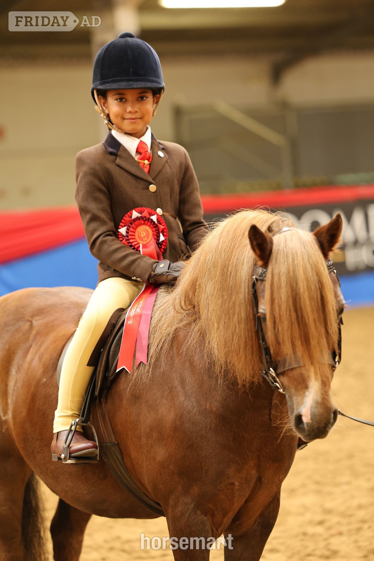 "Crosslands double take " Chestnut Gelding Pony Club Pony - Horses
