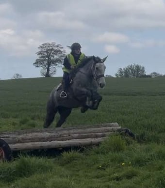 "Bella" Dapple Grey Mare All Rounder