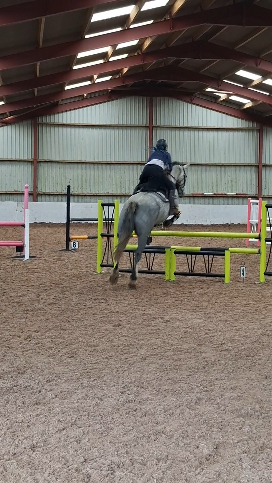 "Bella" Dapple Grey Mare All Rounder