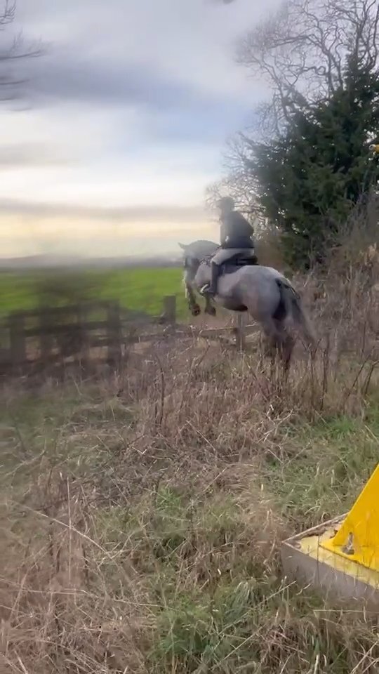 Beamish "Bella" Dapple Grey Mare All Rounder