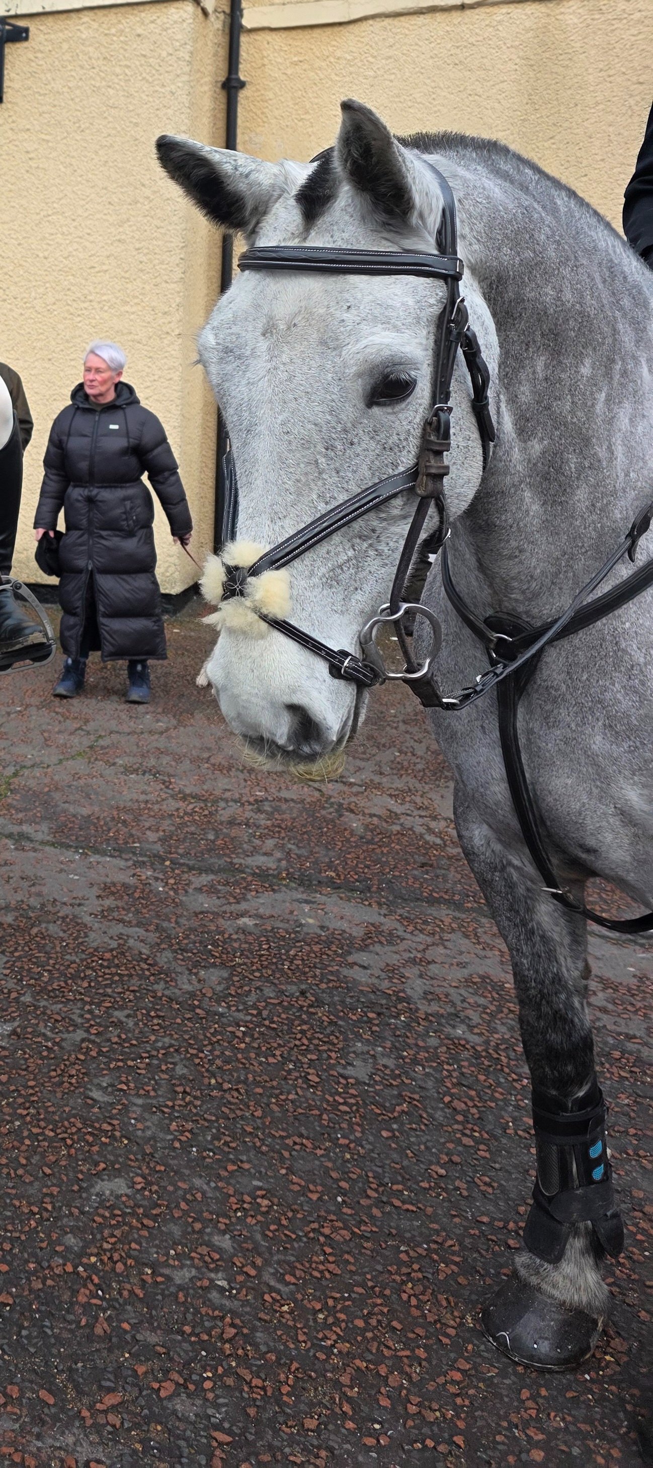 "Bella" Dapple Grey Mare All Rounder - Horses in Beamish