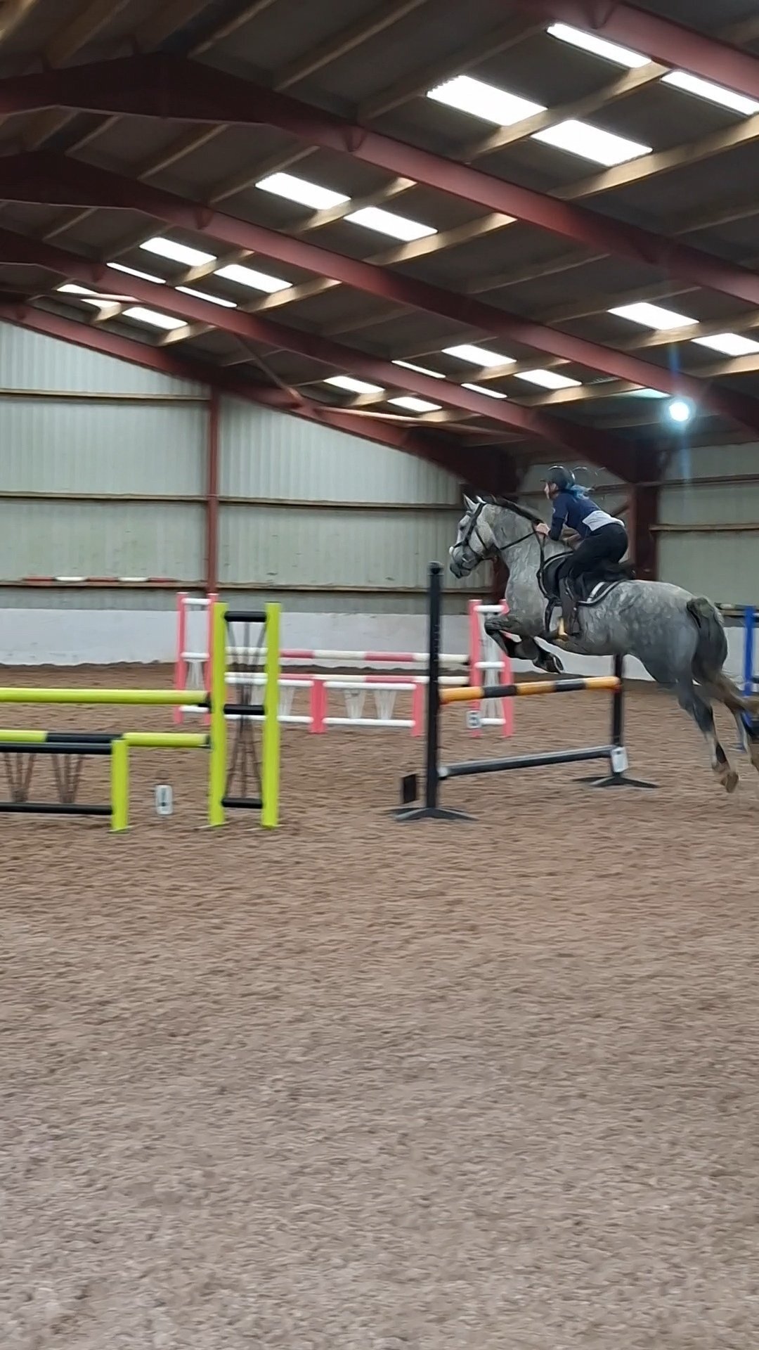 "Bella" Dapple Grey Mare All Rounder - Horses