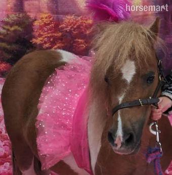 "Quest" Skewbald Gelding Miniature Horse