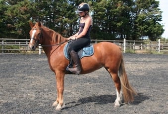 "✨Eden✨" Chestnut Mare All Rounder