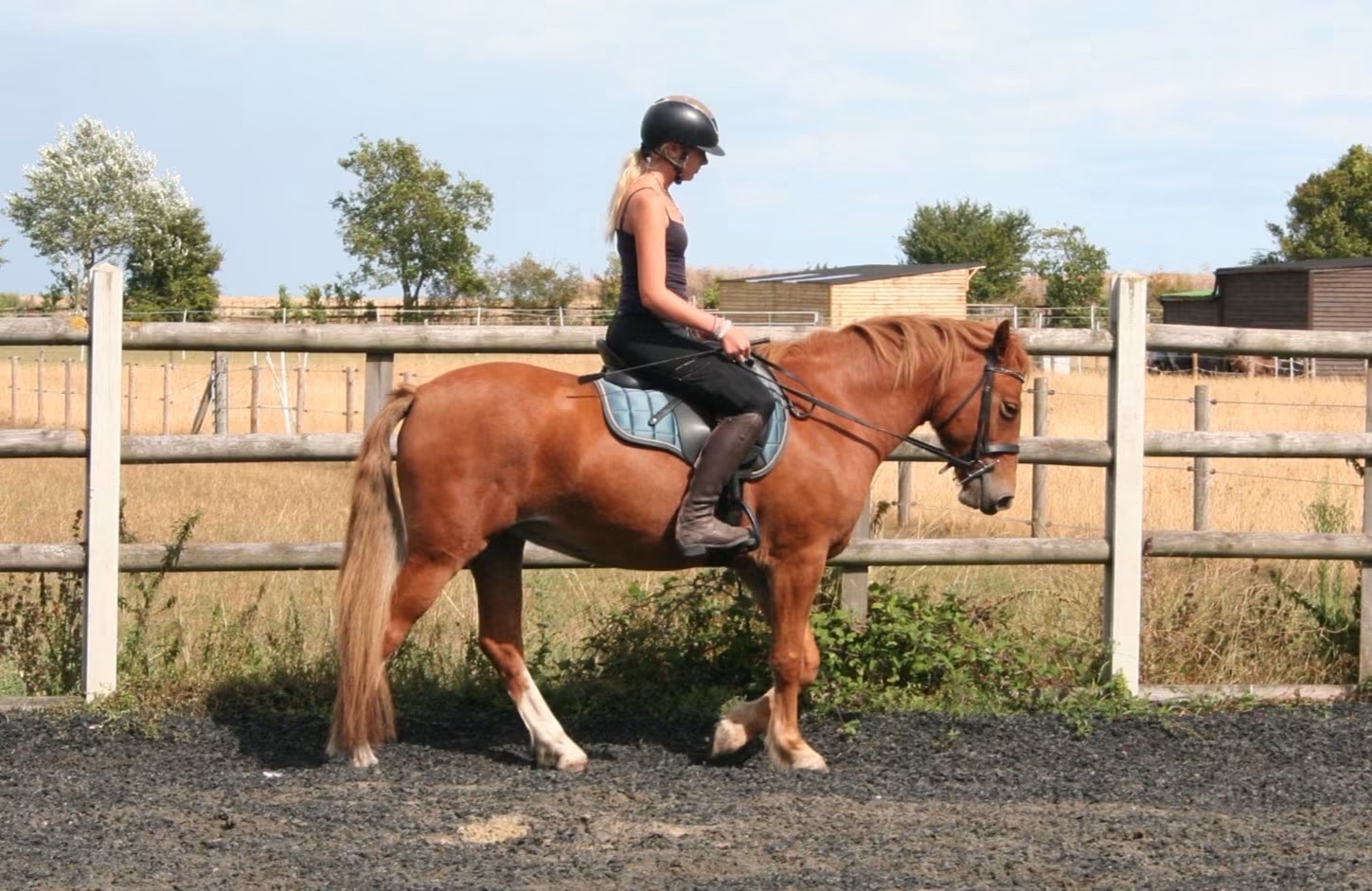 "✨Eden✨" Chestnut Mare All Rounder