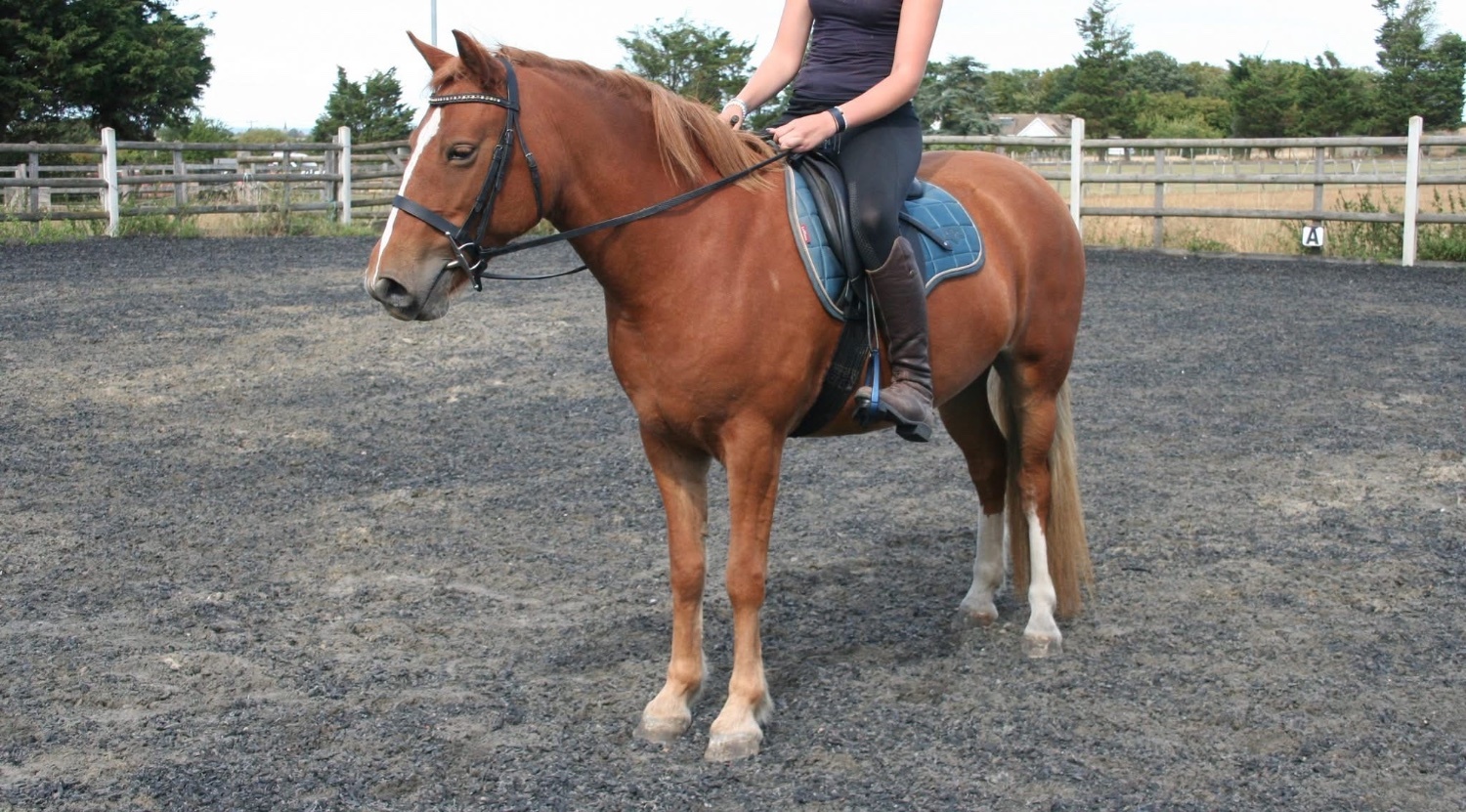 Manston "✨Eden✨" Chestnut Mare All Rounder