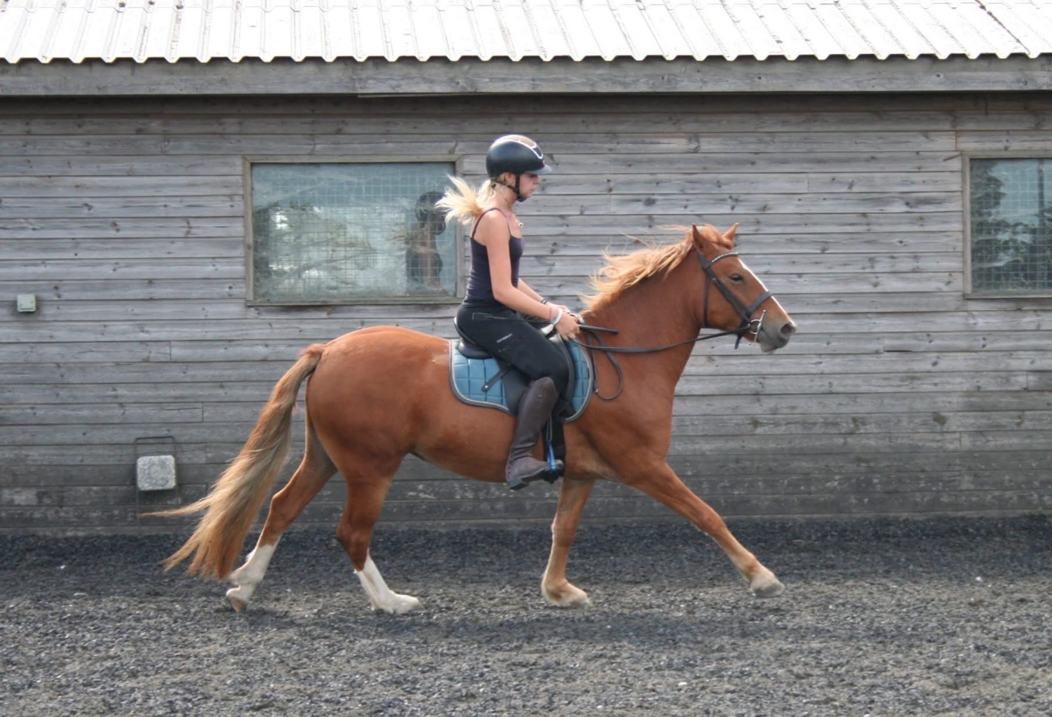 "✨Eden✨" Chestnut Mare All Rounder - Horses in Manston