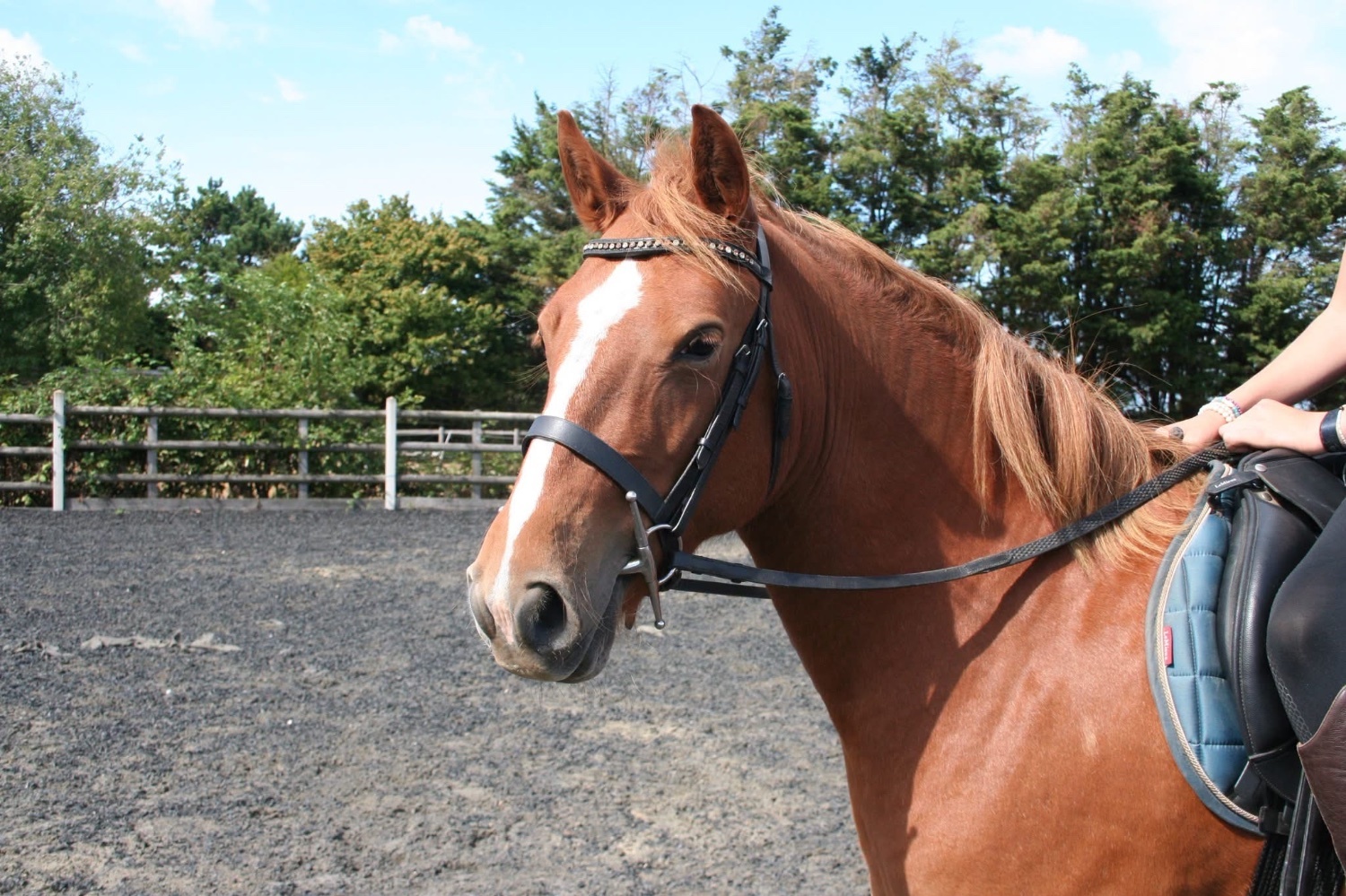 "✨Eden✨" Chestnut Mare All Rounder - Horses