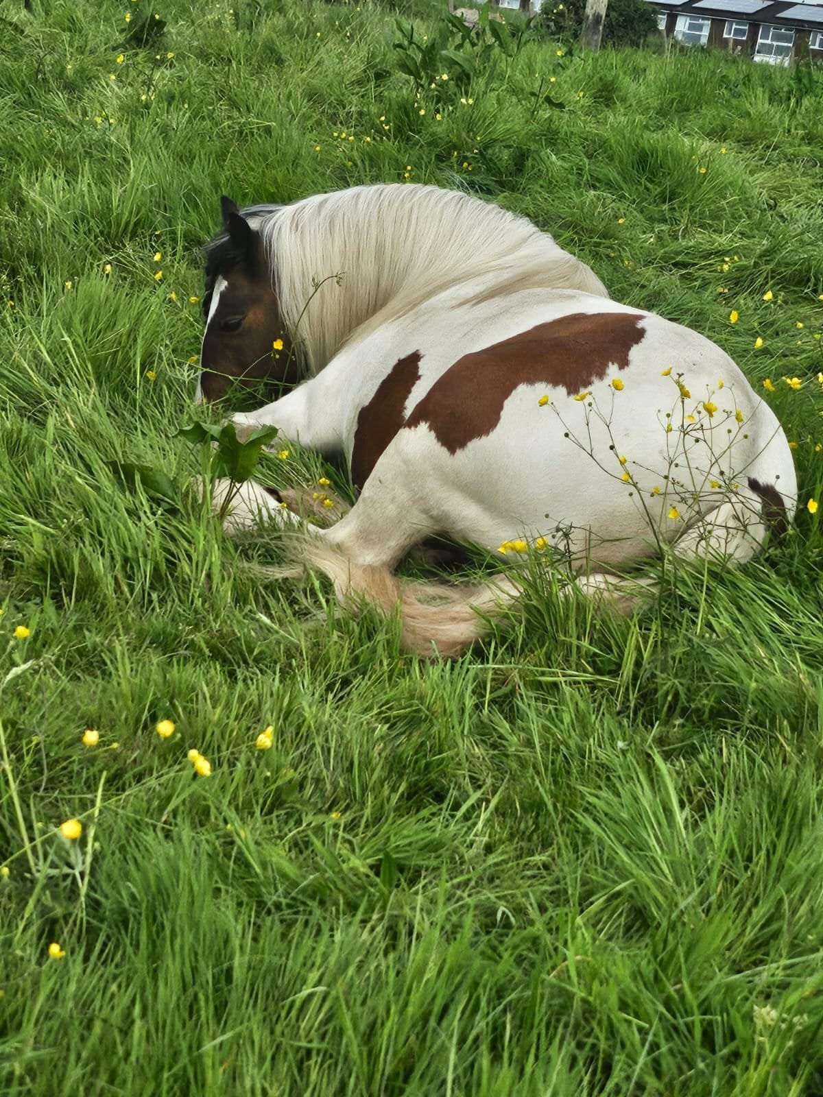 "Blaze" Skewbald Mare Family Horse