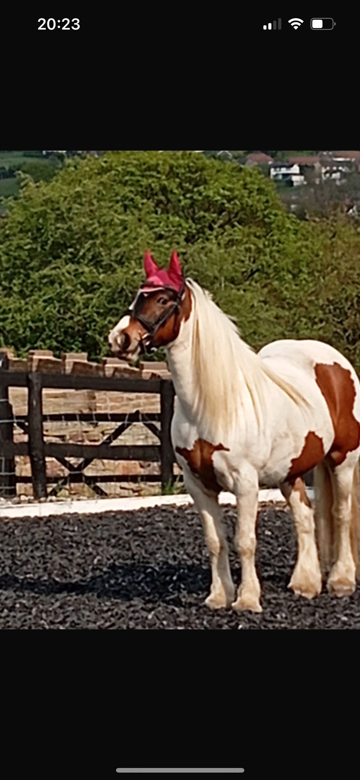 Stockport "Blaze" Skewbald Mare Family Horse