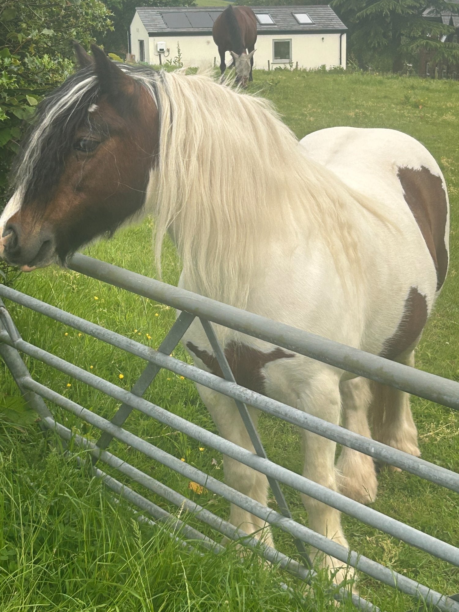 "Blaze" Skewbald Mare Family Horse - Horses in Stockport
