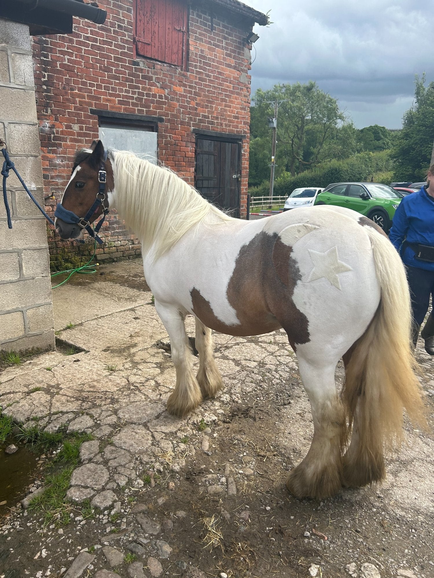 "Blaze" Skewbald Mare Family Horse - Horses