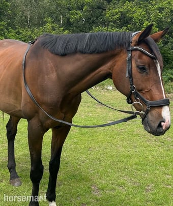 "Roman" Bay Gelding Family Horse