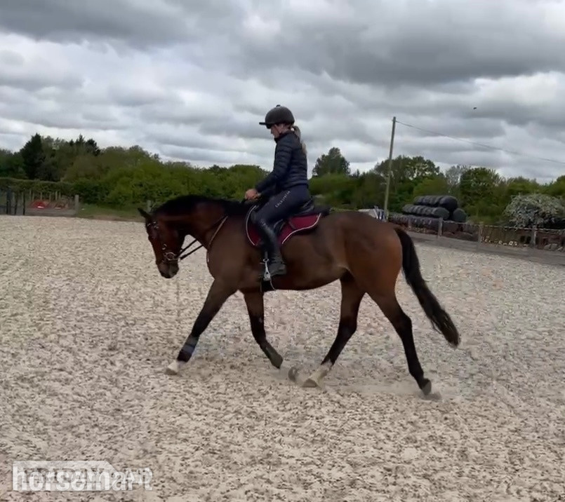 Grimston "Roman" Bay Gelding Family Horse