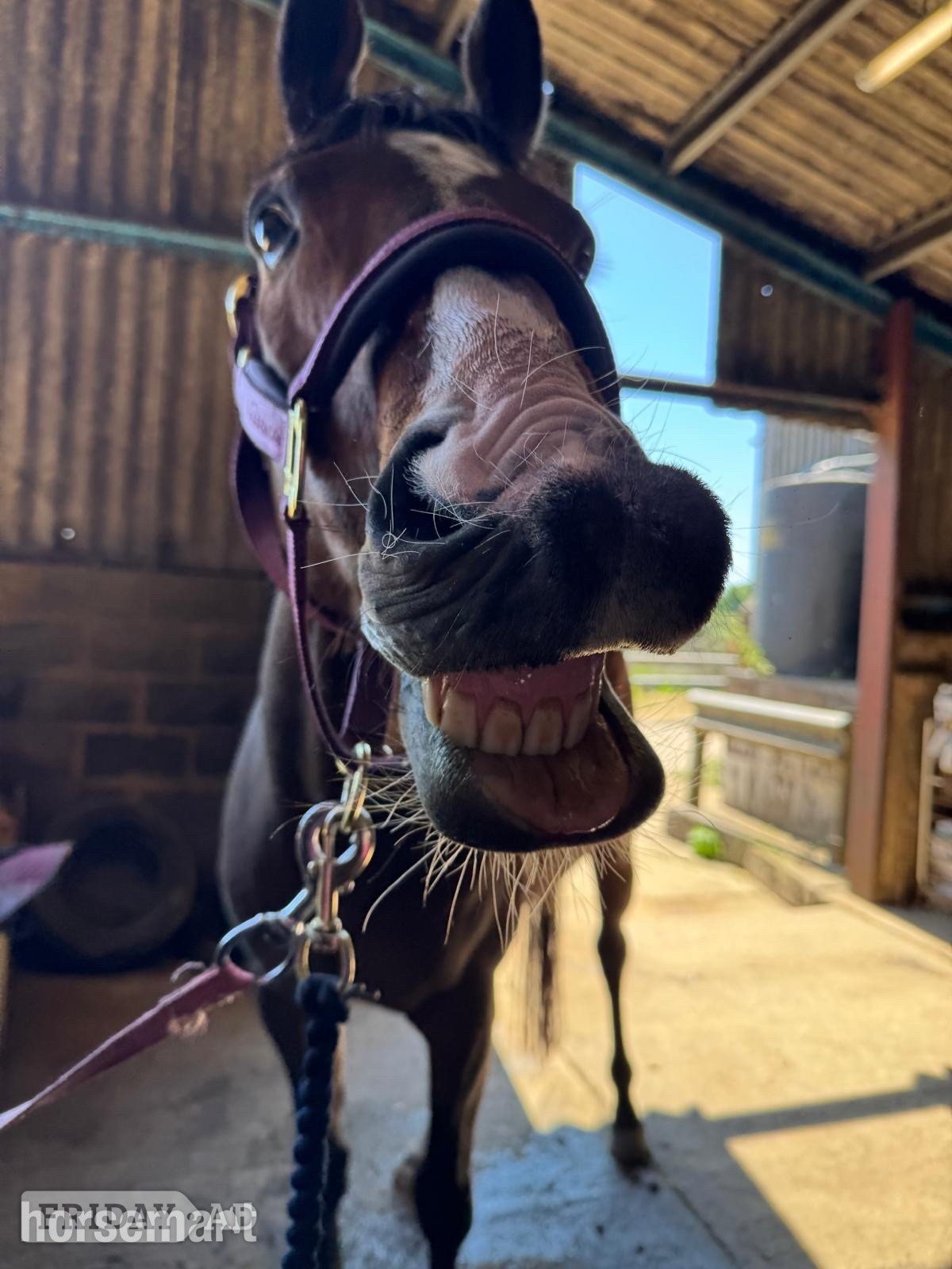 "Roman" Bay Gelding Family Horse - Horses in Grimston
