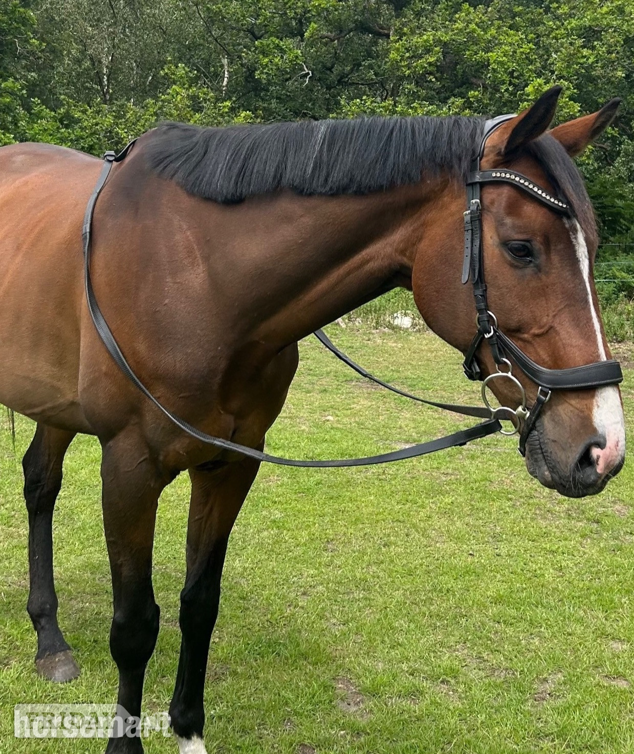 "Roman" Bay Gelding Family Horse in Grimston