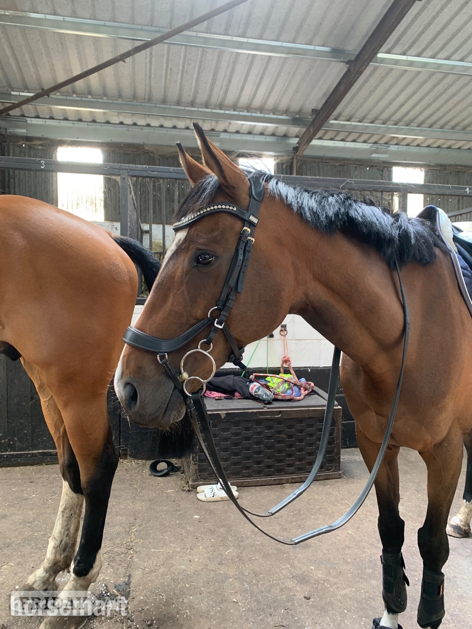 "Roman" Bay Gelding Family Horse - Horses